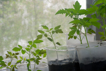 Green tomato seedlings in cups on the windowsill