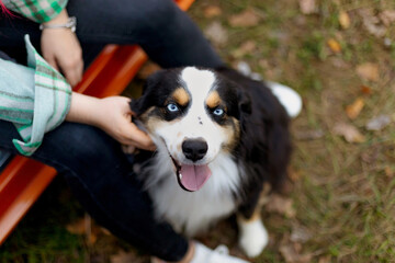 Australian Shepherd with Heterochromia Looking Up at Camera