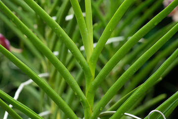 Fototapeta premium Stunning macro shot of a vibrant green leaves