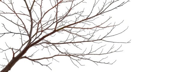 Obraz premium Bare, intertwined branches against pure white backdrop, winter, organic