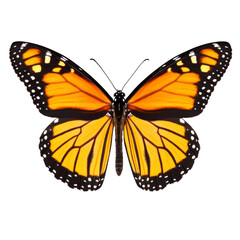 Fototapeta premium Stunning Monarch Butterfly in Vivid Colors