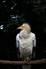 木に止まり左を向いたエジプトハゲワシ