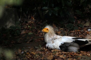伏せて休むエジプトハゲワシ