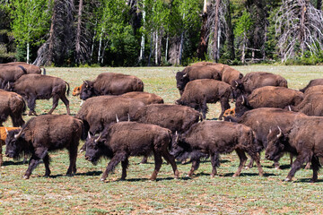 Herd of American plains bison (Bison bison) grazing on an open grassy field at Grand Canyon's North Rim. Pine forest in the background. 
