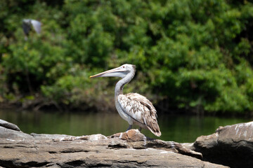 Close up shot of a spot billed pelican sitting on a rock