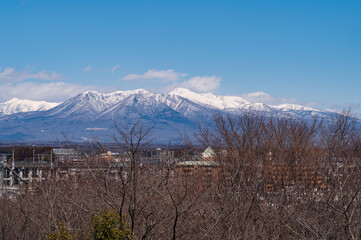 スイセン、みね山花まつり（東那須野公園）