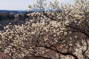 スイセン、みね山花まつり（東那須野公園）