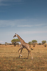 Giraffe running in the tarangire national park, tanzania, africa