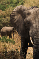 Fototapeta premium Large african elephant standing in tarangire national park, tanzania