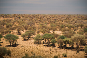 Herds of wildebeest resting under acacia trees in tarangire national park, tanzania