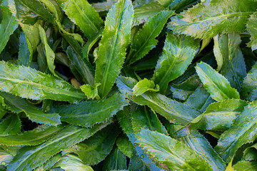 Closeup fresh culantro (coriander) leaves background