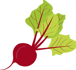 Beetroot - red root vegetable, healthy diet vegetable, flat cartoon illustration. Vector sketch of vegetarian vegetable for diet.