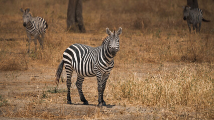 Plains zebra standing in tarangire national park, tanzania