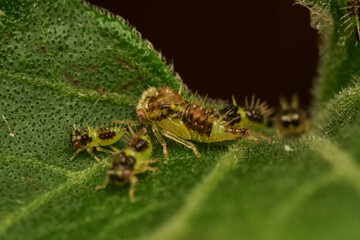 macro shot of newborn cyphonia insects on leaf