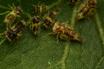 detailed macro image of cyphonia nymphs on leaf