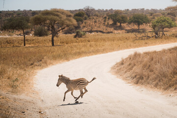 Baby zebra galloping across a dirt road in the african savanna