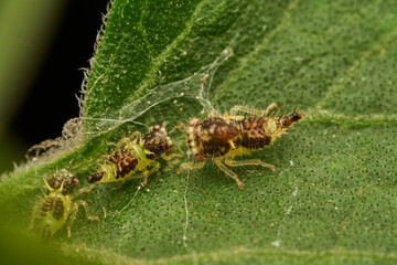 macro shot of newborn cyphonia insects on leaf