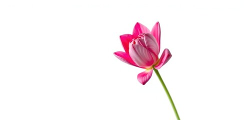 Obraz premium A single vibrant bloom, petals unfurled, isolated on pure white, high resolution, symmetry
