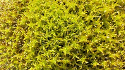 Moss Texture in Forest, Wild Nature Scene Presenting a Detailed View of Green Moss Spreading Across the Forest Ground, Emphasizing Rich Organic and Untouched Eco Beauty, Selective focus 