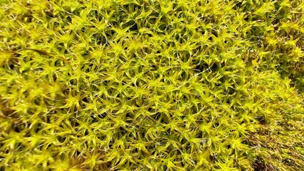 Moss Texture in Forest, Nature Photography Scene Showcasing a Close-Up of Lush Green Moss on the Forest Floor, Highlighting Intricate Natural Patterns and Organic Details in a Wild, Selective Focus