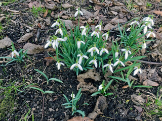die ersten Frühlingsboten