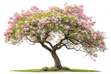 Fototapeta premium Beautiful flowering tree with green leaves isolated on transparent background