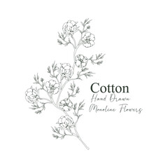 monoline vector illustration cotton flower sketch negative space.