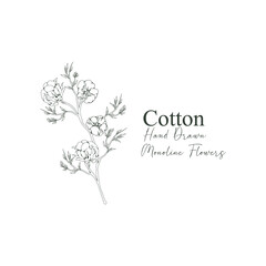 monoline vector illustration cotton flower sketch negative space.