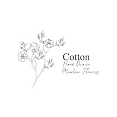 monoline vector illustration cotton flower sketch negative space.