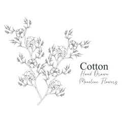 monoline vector illustration cotton flower sketch negative space.