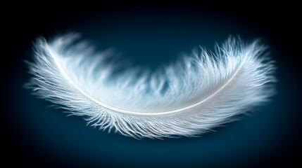 Obraz premium A curved fluffy white feather on a dark blue background