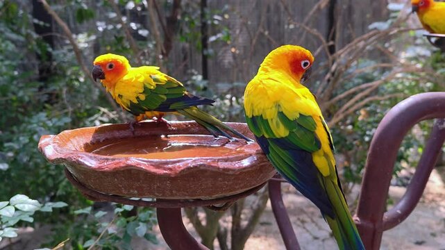 Bright yellow parrots sitting and drinking water from clay bowl.