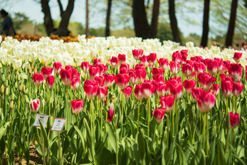 チューリップ, 国営ひたち海浜公園,