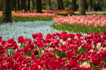 チューリップ, 国営ひたち海浜公園,