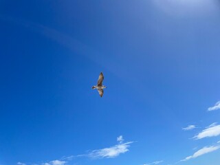  A bird soaring in the sky