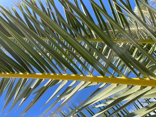 palm tree leaves Date palm branches