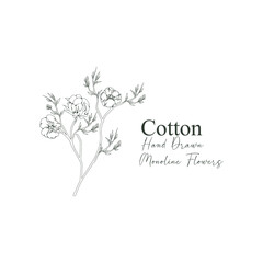 monoline vector illustration cotton flower sketch negative space.