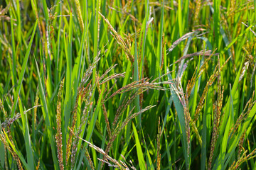 Rice plants in a field, green leaves with young grains of rice.