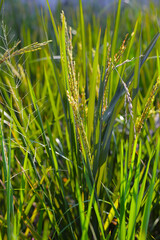 Rice plants in a field, green leaves with young grains of rice.
