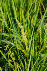 Rice plants in a field, green leaves with young grains of rice.