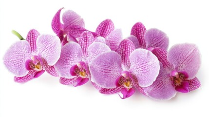 Obraz premium Orchid flowers isolated on white background