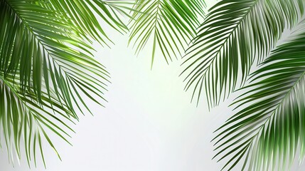 Palm leaves. Green leaf of palm tree on transparent background. Floral background.