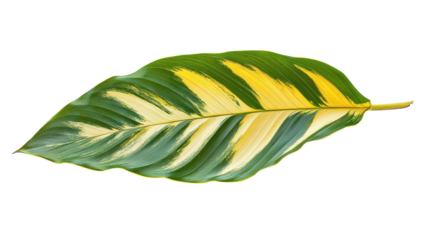 Colorful foliage showcases nature's artistry in a vibrant display of green and yellow hues