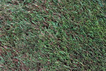 A beautiful hedge of thuja trees, neatly trimmed hedges in a urban park. Seamless texture of green natural background. Security and privacy concept. Selective focus