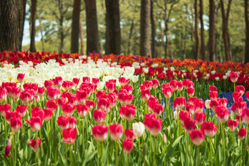 チューリップ, 国営ひたち海浜公園,