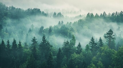 Panoramic view of forest with morning fog