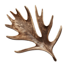 Fototapeta premium Moose shed antler with palmated shape isolated on transparent white background