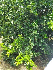 green leaves background