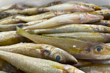 Fresh fish for sale on a bed of ice at a seafood market