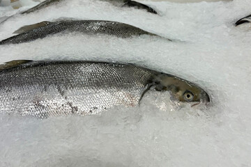 Fresh fish for sale on a bed of ice at a seafood market